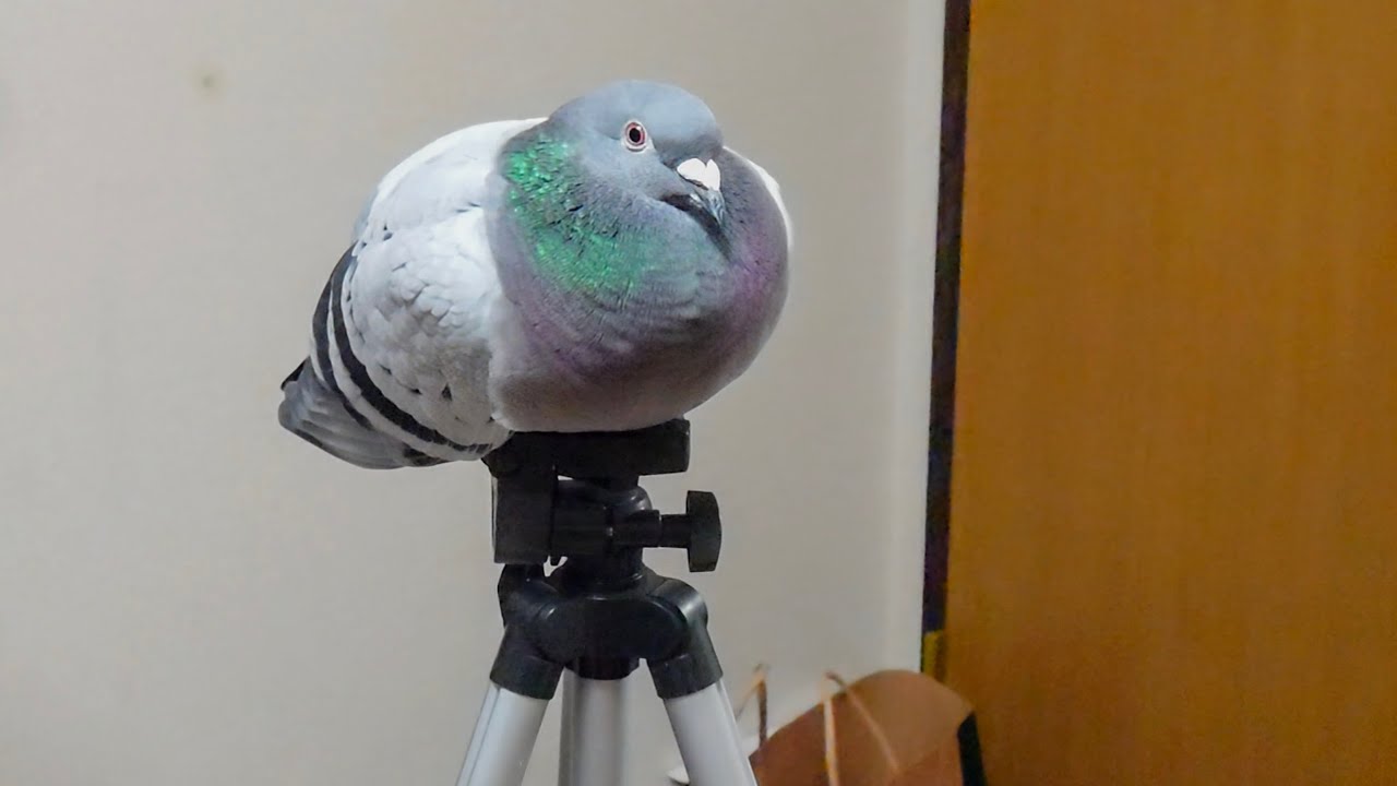 Is This a Japanese Surveillance Pigeon? 📷 - YouTube