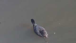Funny Duck Dive