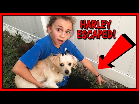 WE ALMOST LOST OUR PUPPY! | We Are The Davises
