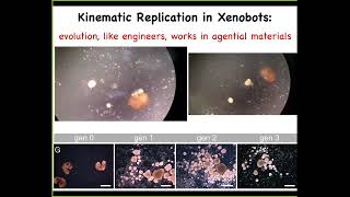 Dr. Michael Levin - Where Minds Come From - the scaling of collective intelligence, for AI and you 4