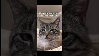🙂not funny #funnyshorts #globaltrend #fifa #comedyshorts #animalfunny #trendingindia #reach #fype