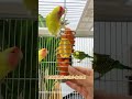 This cute little parrot just had the funniest reaction ever 😱🐦 I wasn’t expecting THIS at all 😂💛