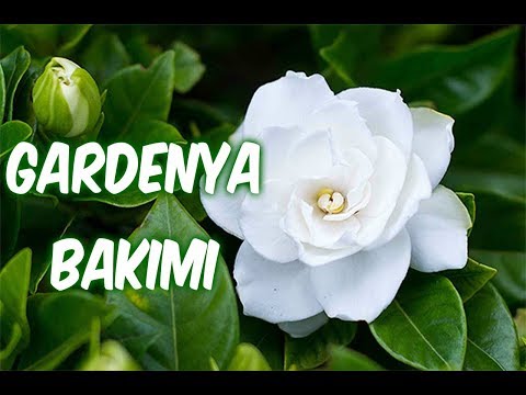 Video: Gardenya Yasemin (47 Fotoğraf): Evde Bir Iç Mekan çiçeğinin Bakımı. Bitkinin Yaprakları Neden Siyaha Döner? Kesimlerle Transplantasyon Ve çoğaltma