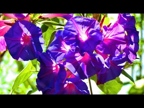 Vídeo: Globe Gilia Information - Como cultivar flores silvestres azuis Gilia