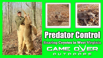Predator Control - Coyote / Bobcat trapping and snaring in West Virginia.