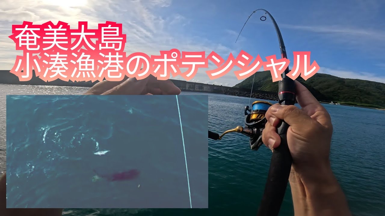 2024年梅雨明けの奄美大島小湊漁港の活性