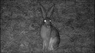 June 14 2022 Night Close-Up Of Cape Hare, Swivels Its Ears, Looks Around At Rosies Pan