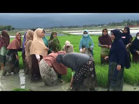 Padi serentak Rame-rame di musim tamam turun ke sawah,story wa lagu jawa,story wa lagu tiktok