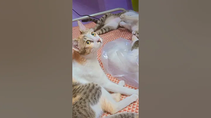 funnycatsmasti🤣😅#cats#cat#catvideos#shorts#shortvideo#funnyshorts#funnycats#kittens#animals#garmi