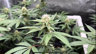 Spider Farmer SE3000 LED : Cannabis Grow Tent: Mac Runtz: Week 3 Flower