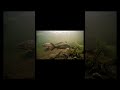 Life Beneath the Surface: Freshwater Fish Compilation