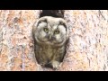 Włochatka / Aegolius funereus / Tengmalm's Owl HD