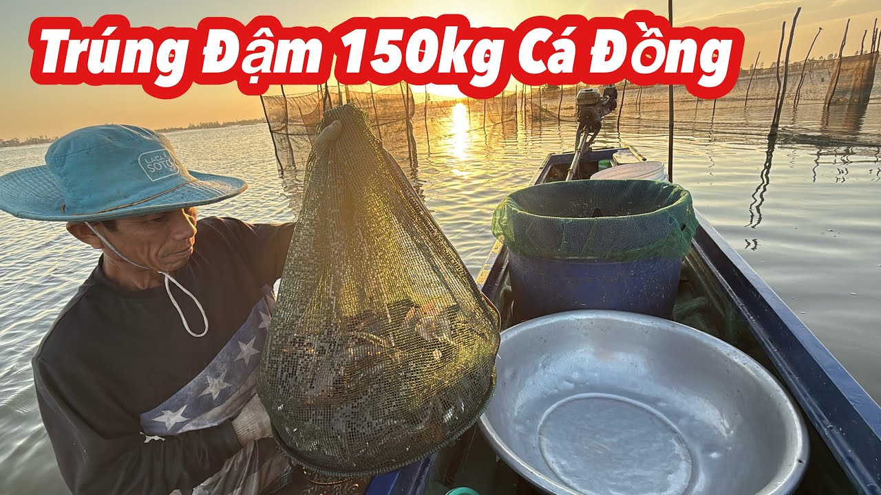Ông Sáu TRÚNG ĐẬM 150KG CÁ ĐỒNG • Fish| Bông Lúa Đồng Tháp