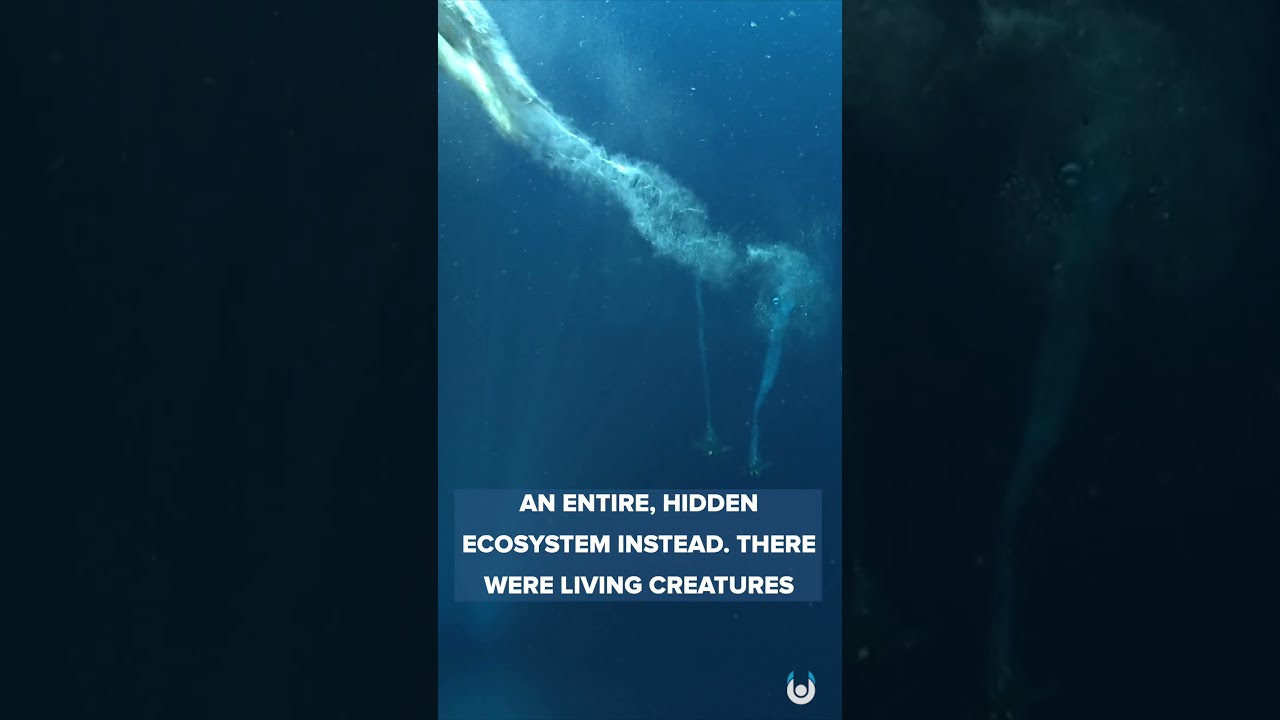 A Bizarre Discovery In Antarctica Unveiled