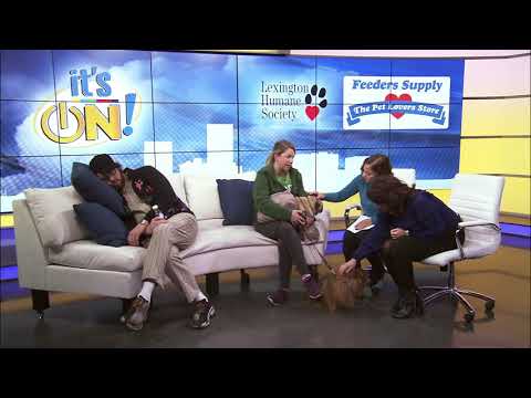Pet Of The Day Youtube