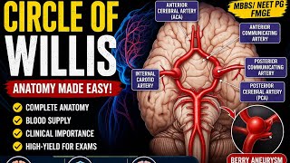 Master Circle of Willis | MBBS Anatomy Simplified💯