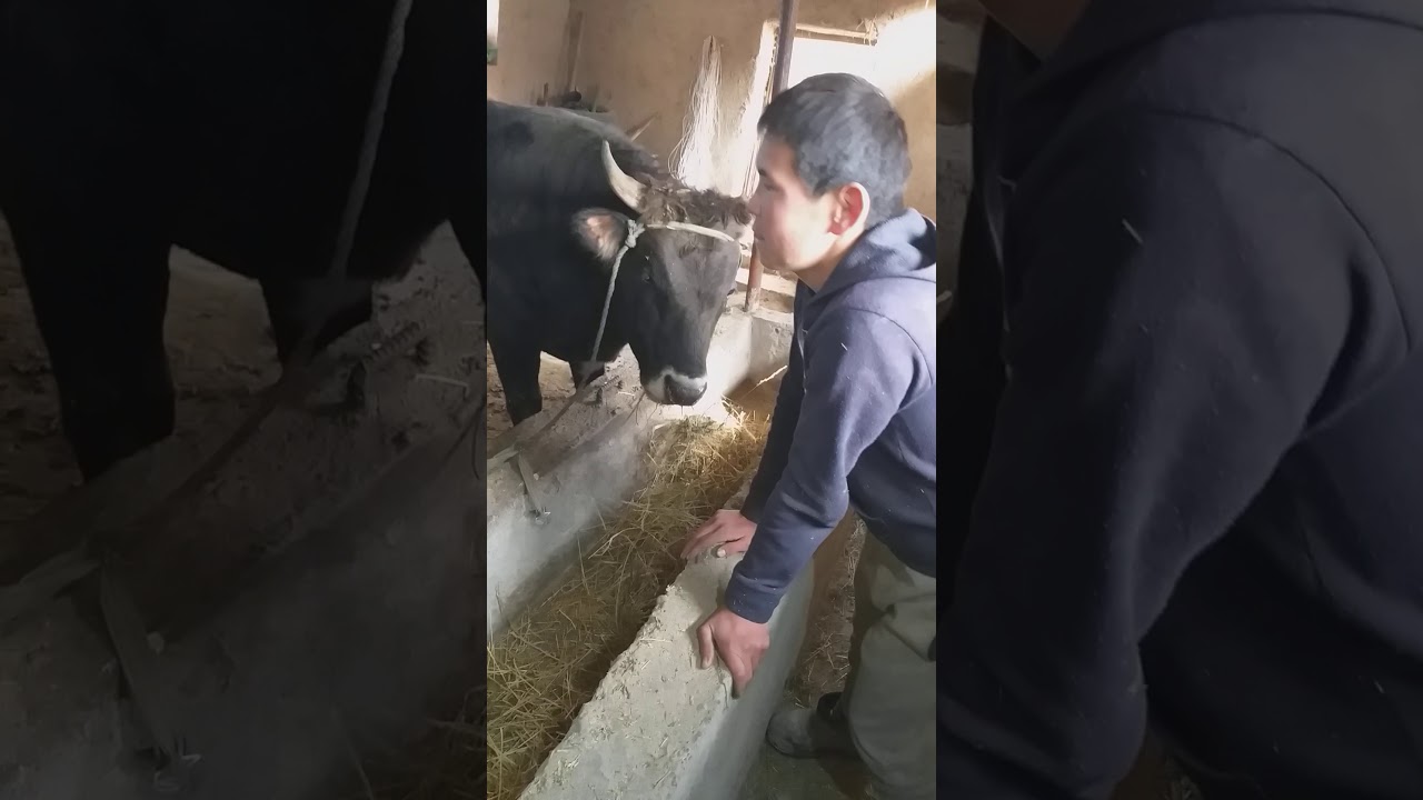 Тойчу айылы