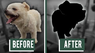 CUTEST DOG IN THE WORLD | MILES