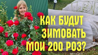 видео: УКРЫТЬ РОЗЫ ЛАПНИКОМ? Это АБСУРД! Показываю как укрыли 200 КУСТОВ РОЗ, ГОРТЕНЗИИ и КЛЕМАТИСЫ на ЗИМУ картинка: УКРЫТЬ РОЗЫ ЛАПНИКОМ? Это АБСУРД! Показываю как укрыли 200 КУСТОВ РОЗ, ГОРТЕНЗИИ и КЛЕМАТИСЫ на ЗИМУ