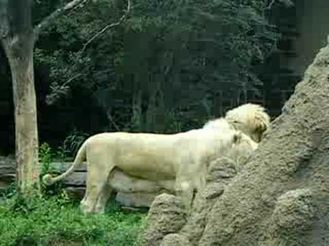 Philadelphia Zoo White Lioness With Mane And Male Lion Youtube