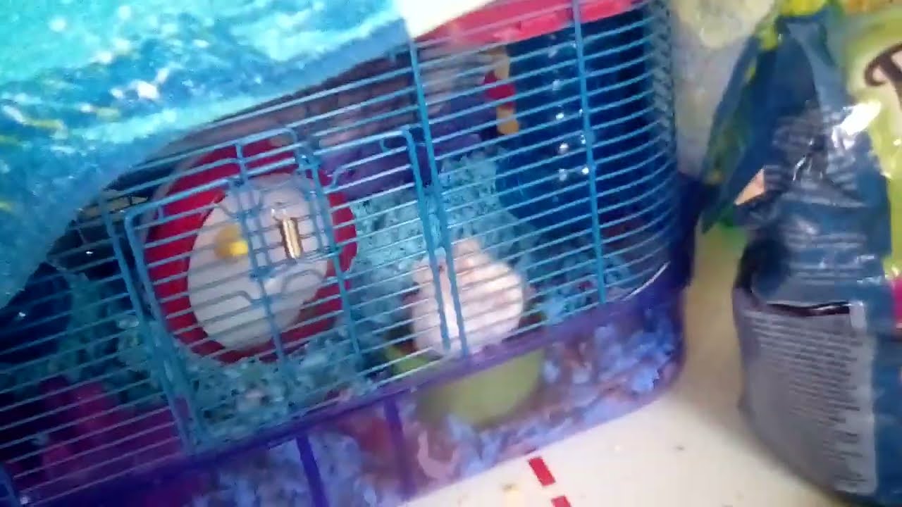 Winnie the Hamster and MilkmanJr Vlog Classic (3 Years Ago)  