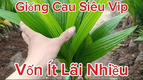 Giống Cây Cau Tứ Quý Trái Dài Giá Rẻ Như Cho, Cây Cau Tứ Quý Siêu Khoẻ Đẹp