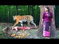 Tiger Attack Man in the Forest | Tiger Attack in Jungle, Royal Bengal tiger attack in village