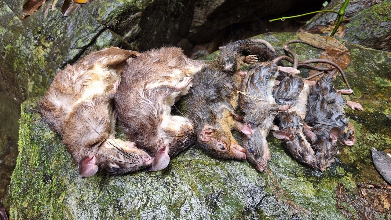 "The Harsh Reality of Wildlife Survival in the Rainforest"