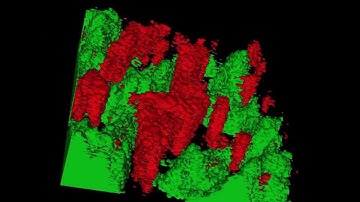 Overlayed Isosurface rendered data from a ToF-SIMS depth profile of bacteria on aluminium