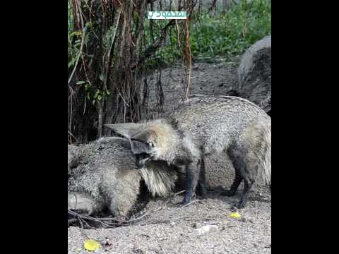 الثعلب The Fox