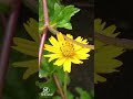 The Bond Between the Bloom🌼 and the Butterfly🦋 #flower #butterfly #gardening