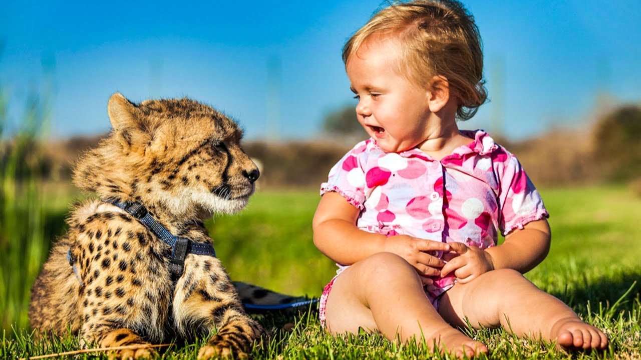 A girl becomes best friends with a cheetah. Watching them play