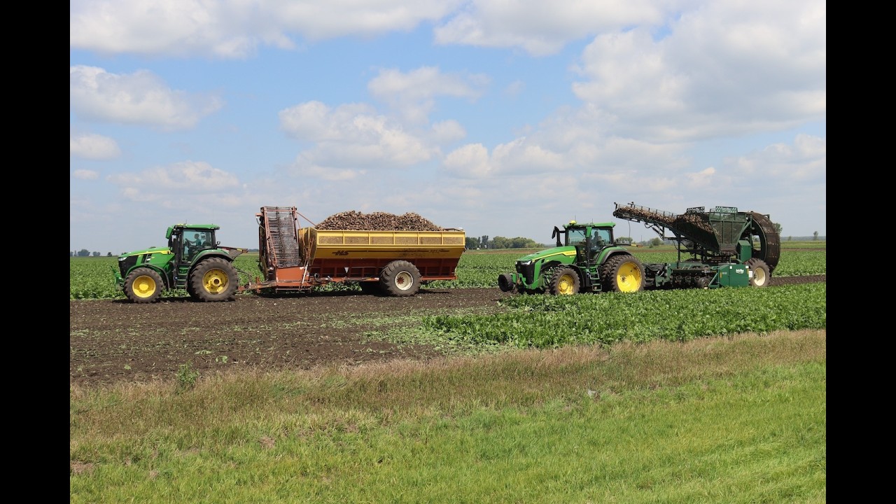 In Season Mineralization of Cover Crop Residue in Sugar Beet, Lindsay Pease, Univeristy of Minnesota