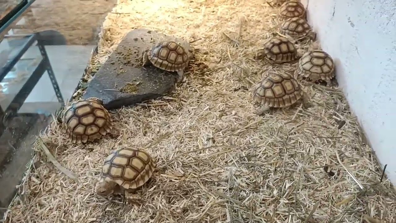 Exo shop tortoise turtle