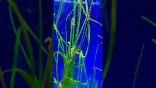 Seahorses #shorts #trendingshorts #shortsfeed #reels #christmas
