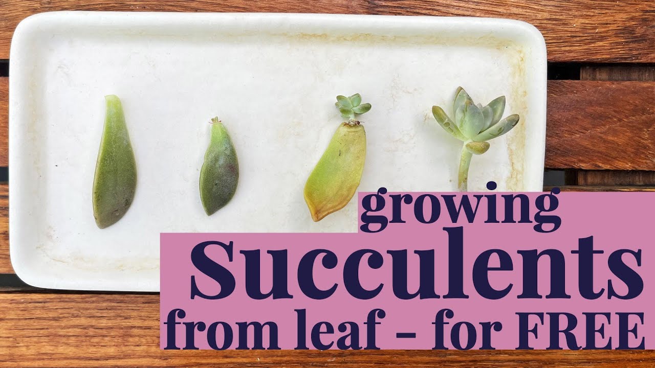 Growing FREE Succulents from Leaf Proplifting guide YouTube