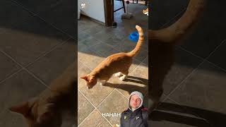 Funny cat videos part 5