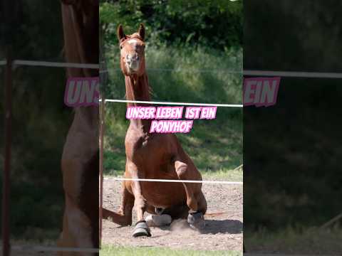 Unser Leben ist ein Ponyhof Sonntag 19 Uhr auf YouTube! @bth.horses