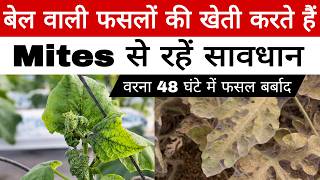 खर, खरबज, तरबज म Yellow Mites Red Mites क भयकर अटक पहचन और इलज