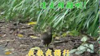 990612大山背驚艷.mpg