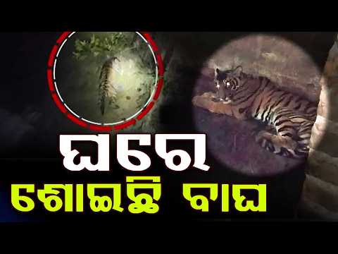ଘରେ ପଶିଥିଲା ବାଘ | Tiger Enters Village House & Sleeps Inside; Forest Team Launches Rescue