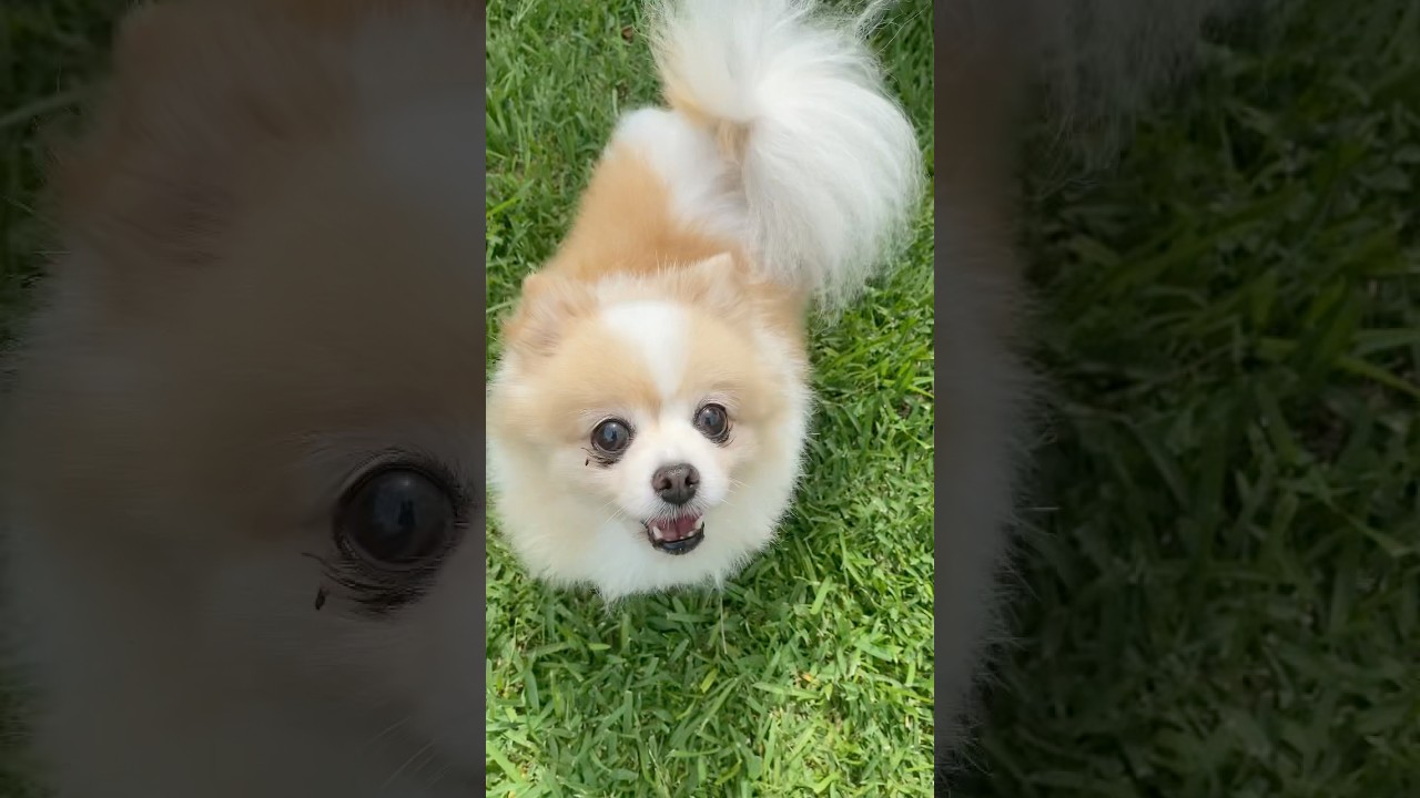 Cute little Gess the Pom. #pomeranian  #cutepuppy #puppylove #cutebaby #dogsarethebest #love #dogs