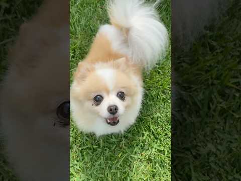 Cute little Gess the Pom. #pomeranian  #cutepuppy #puppylove #cutebaby #dogsarethebest #love #dogs