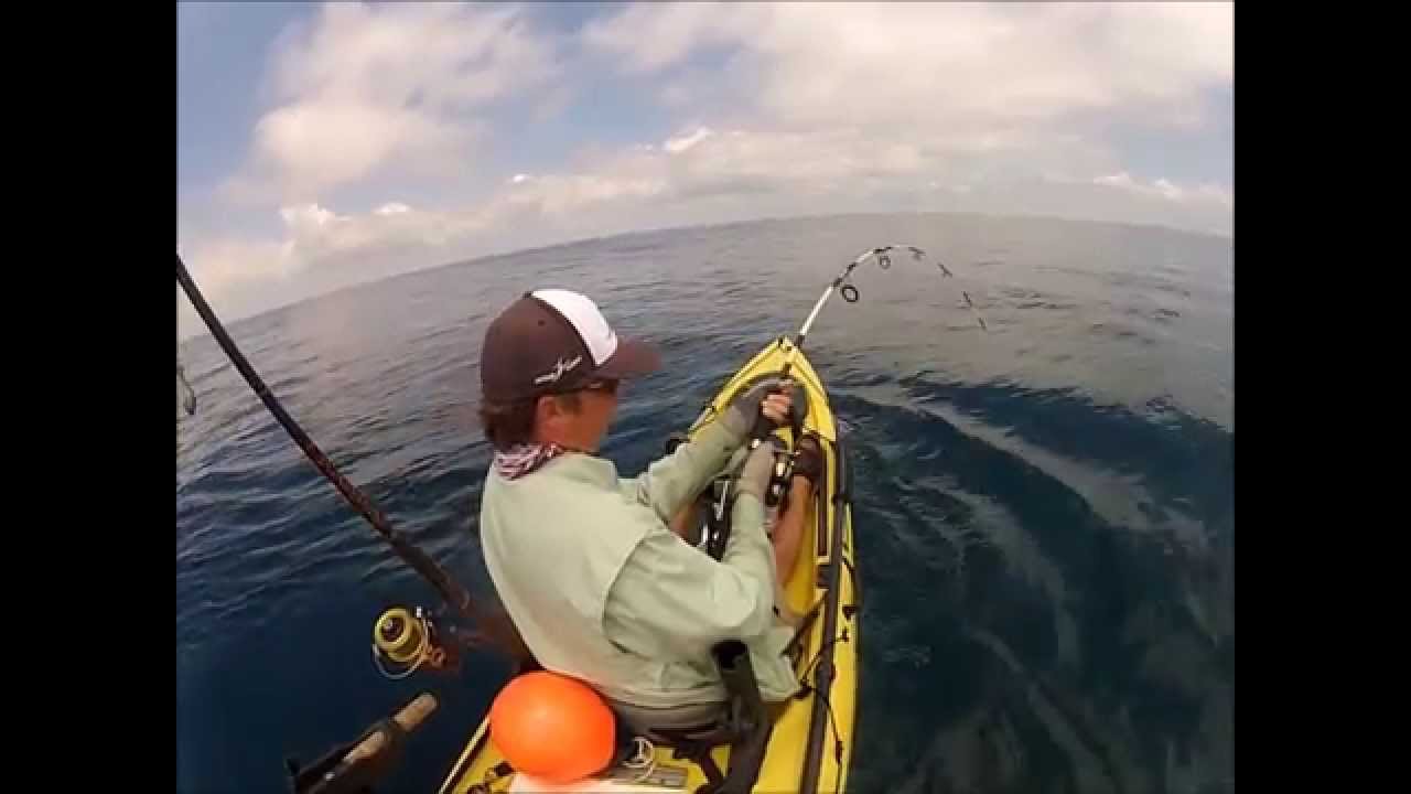 .Sharktastic action, Kayak fishing int the Gulf Of Mexico YouTube