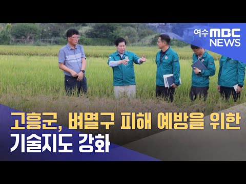 고흥군, 벼멸구 피해 예방을 위한 기술지도 강화 (240920금/뉴스투데이)