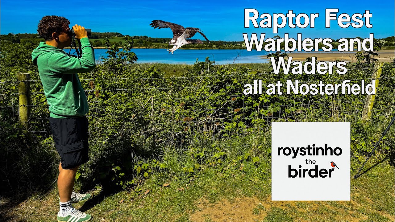 Raptor Fest, Warblers and Waders | EPIC day out at NOSTERFIELD