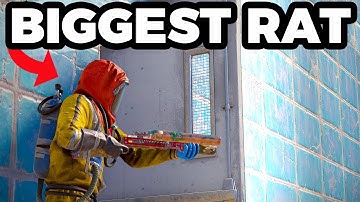 The Biggest Rat of Oxum