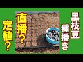 丹波の黒枝豆種まき　直播きがいいのか？定植がいいのか？　丹波の農業ユーチューバーがそれぞれのメリット・デメリットを紹介