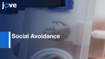 Straightforward Assay to Quantify Social Avoidance in D. melanogaster| Protocol Preview