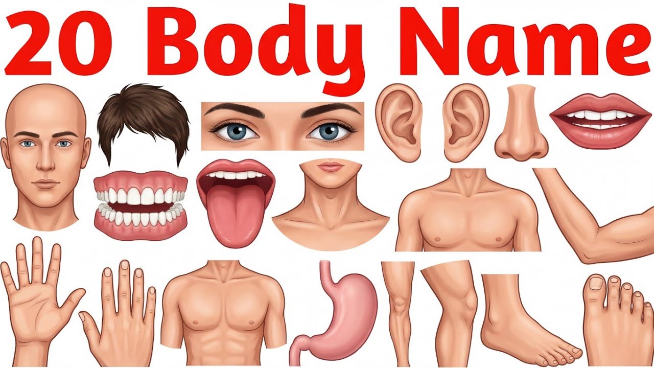शरीर के अंगों के नाम सीखें बच्चों के लिए | Learn 20 Body Parts Names for Kids with Pictures